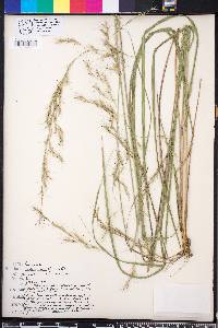 Aristida lanosa image