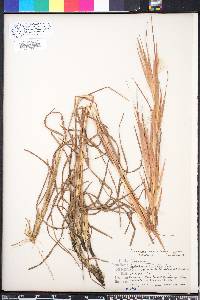 Andropogon gyrans image