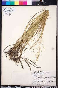 Panicum rhizomatum image