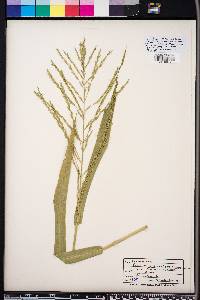 Panicum gymnocarpon image