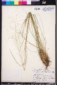 Muhlenbergia expansa image