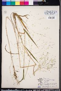 Kellochloa verrucosa image