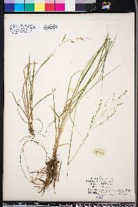 Panicum hians image