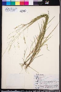 Panicum hians image