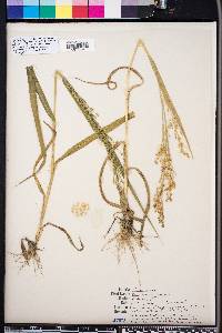 Panicum miliaceum image