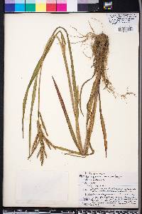 Paspalum boscianum image