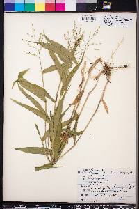 Panicum boscii image