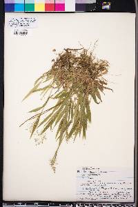 Panicum laxiflorum image