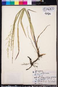 Panicum rhizomatum image