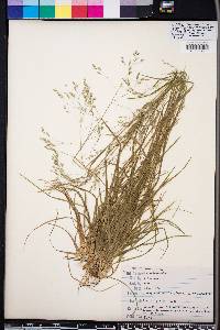 Poa autumnalis image