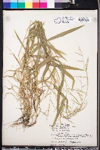 Panicum molle image