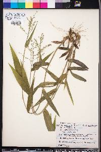 Panicum boscii image