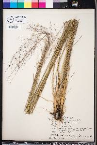 Muhlenbergia capillaris image