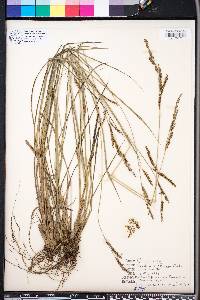 Paspalum plicatulum image