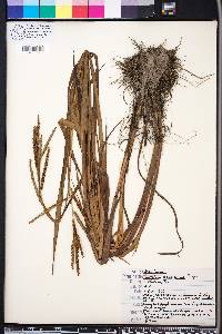 Paspalum boscianum image