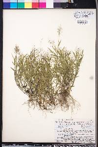 Panicum wrightianum image