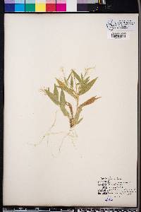 Panicum sphaerocarpon image