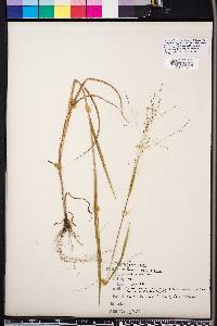 Kellochloa verrucosa image