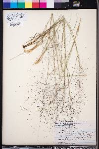 Muhlenbergia capillaris image