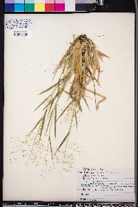 Panicum laxiflorum image