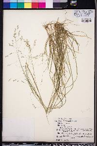 Poa autumnalis image