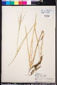 Panicum repens image