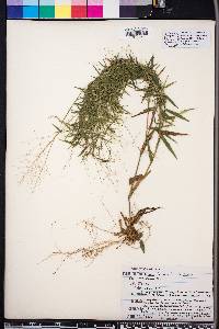 Panicum nitidum image