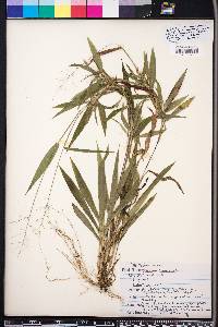 Panicum commutatum image