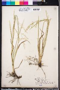 Panicum rhizomatum image