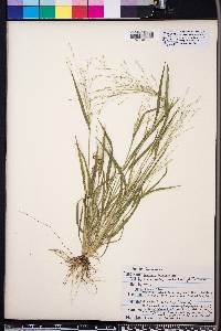 Panicum lithophilum image