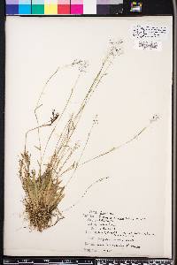 Panicum ensifolium image