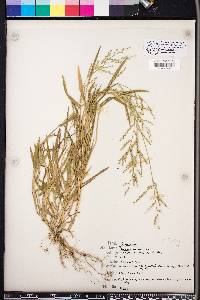 Urochloa arizonica image