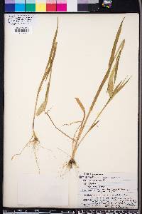 Phalaris caroliniana image