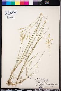 Panicum hians image