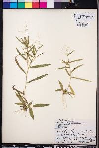 Panicum sphaerocarpon image