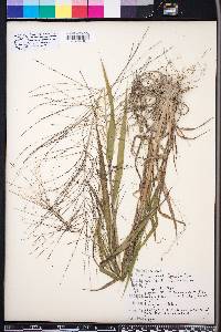 Leptochloa panicea image