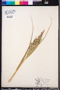 Panicum amarulum image