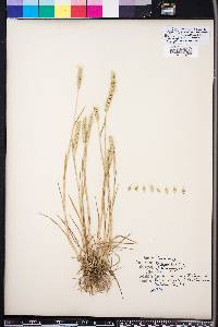 Hordeum pusillum image