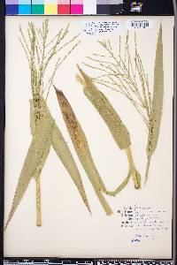 Panicum gymnocarpon image