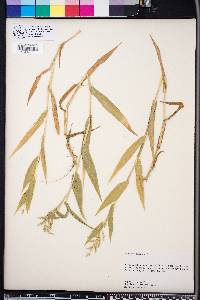 Panicum ramosum image