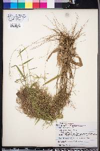 Panicum nitidum image