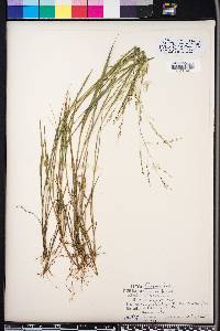 Panicum hians image