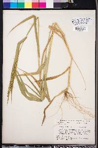 Urochloa texana image