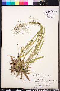 Panicum villosissimum image