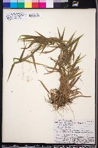 Panicum commutatum image