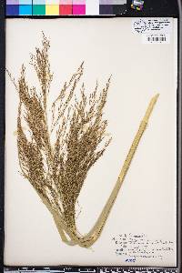 Phragmites australis image