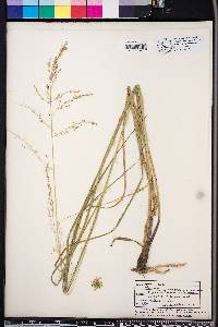 Panicum rhizomatum image