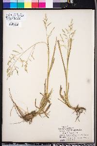 Panicum rhizomatum image