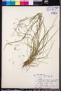 Poa autumnalis image