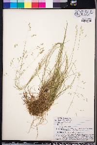 Poa autumnalis image